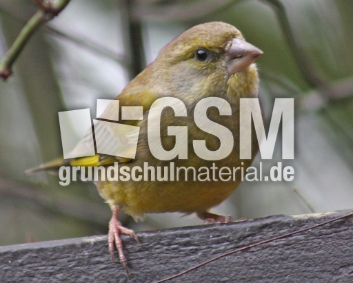 Grünfink-124.jpg